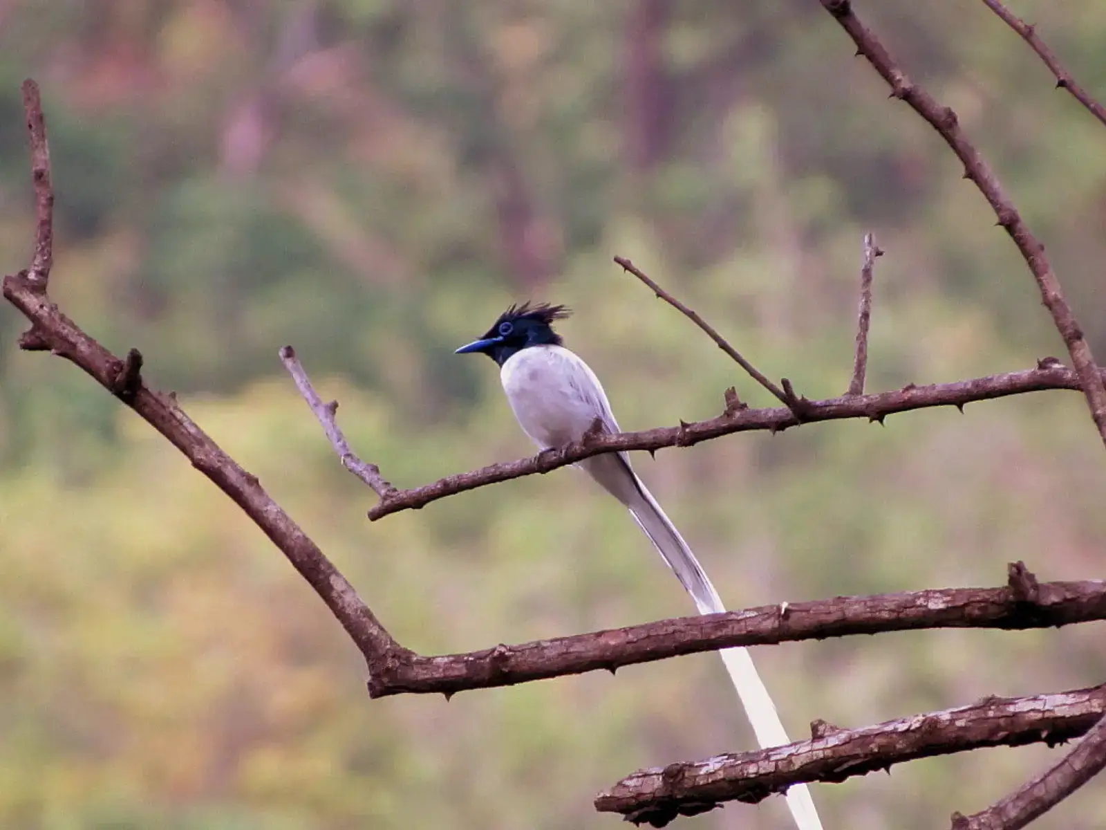 Asian Paradise Flycatcher