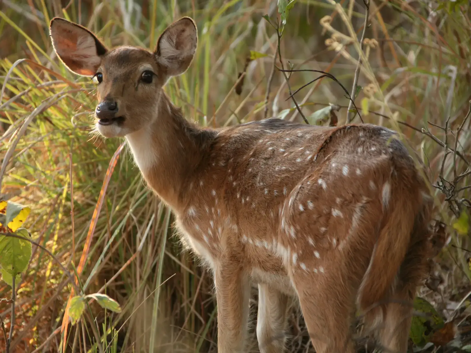 Chital- Wild Animals Corbett National Park 