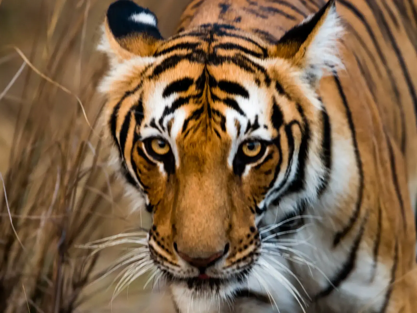 Tiger - Wild Animal in Corbett National Park