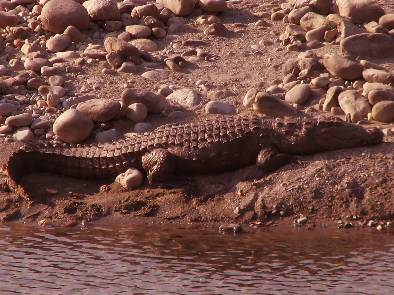 Crocodile in Corbett