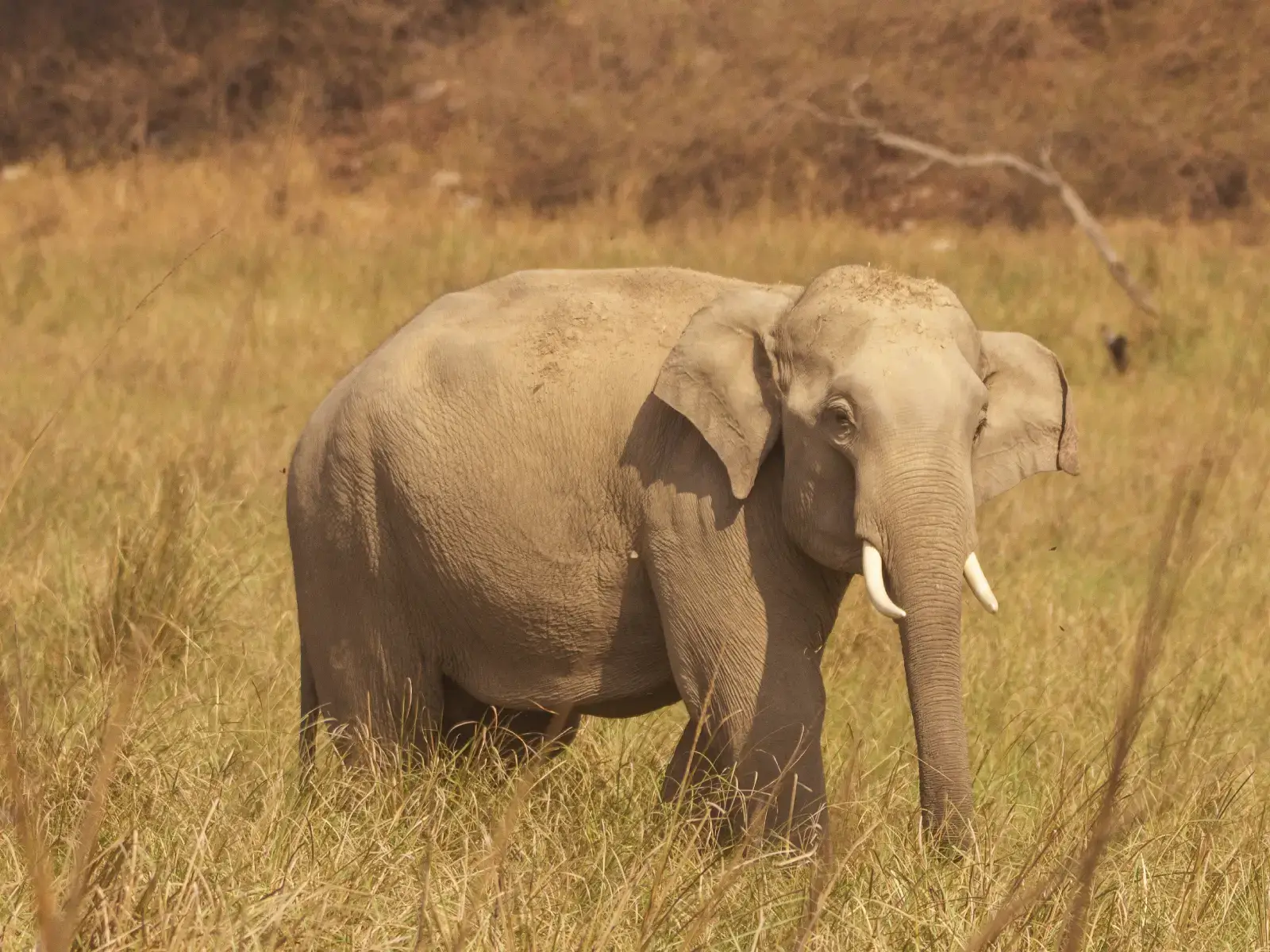 Elephant in Corbett National Park