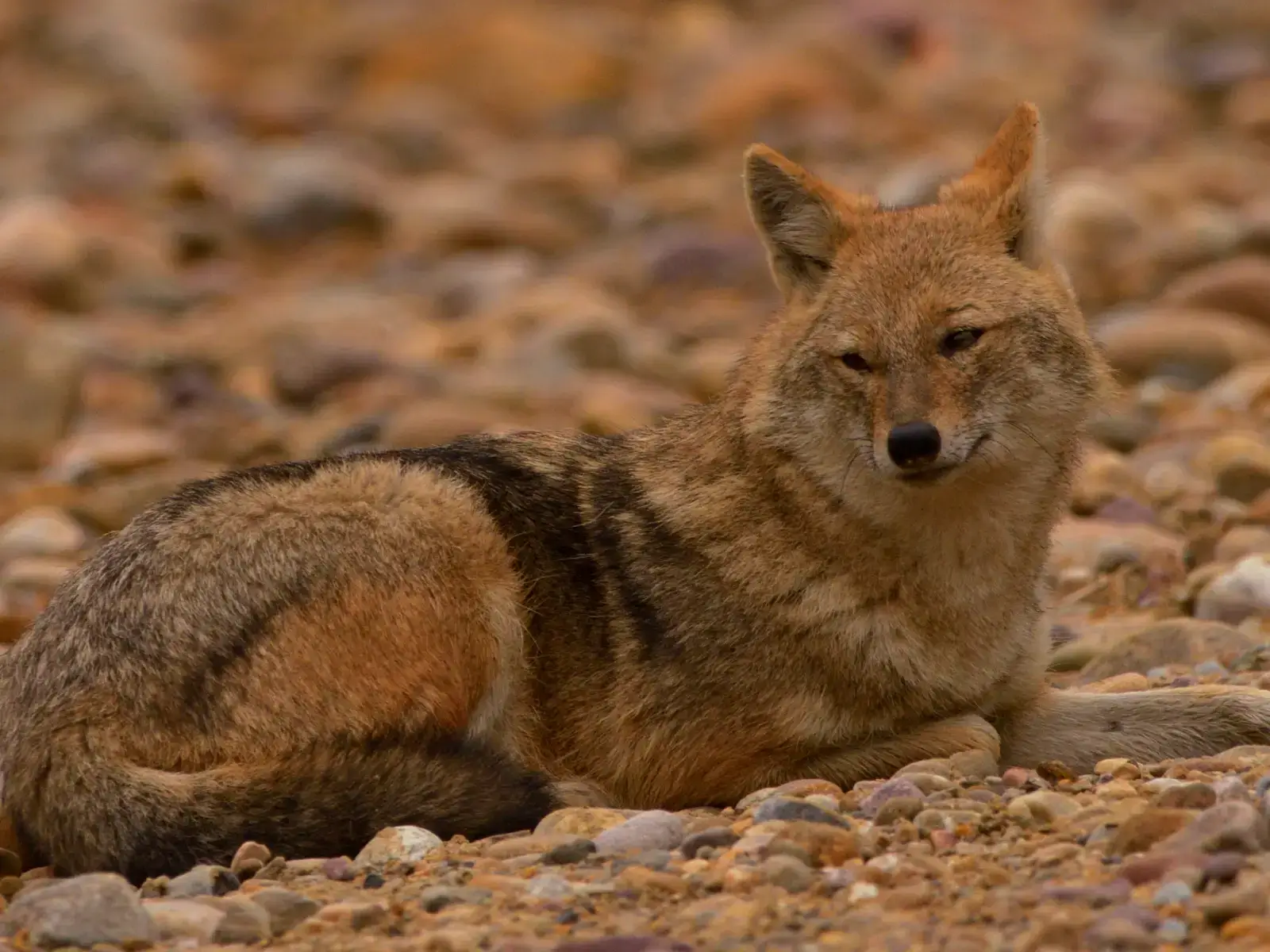 Jackal in Corbett