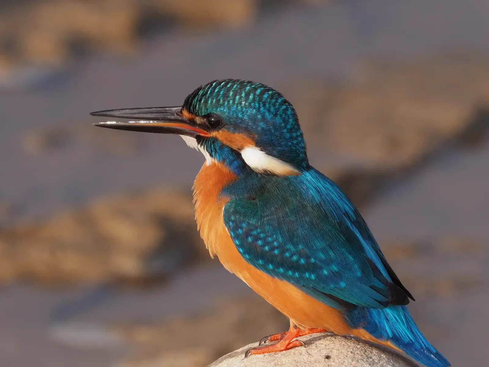 Kingfisher Corbett