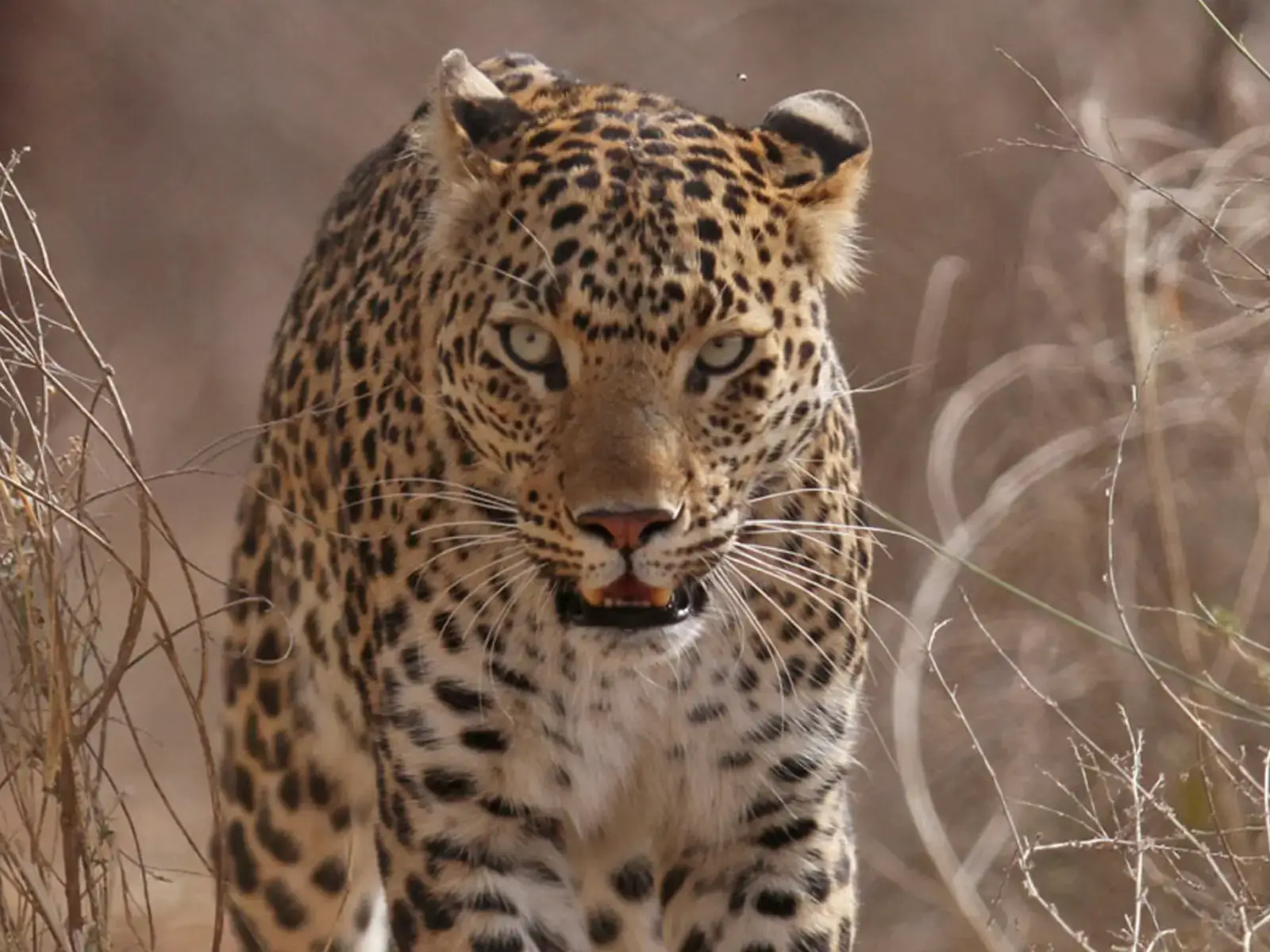 Leopard in Corbett