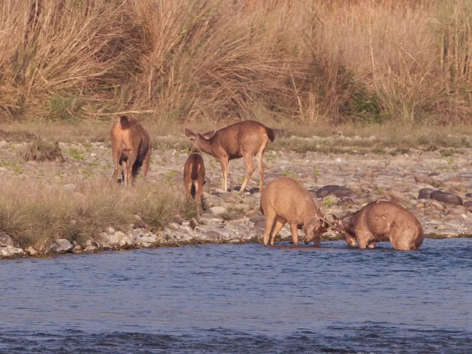 Sambhar Deer-Wild Animals in Corbett