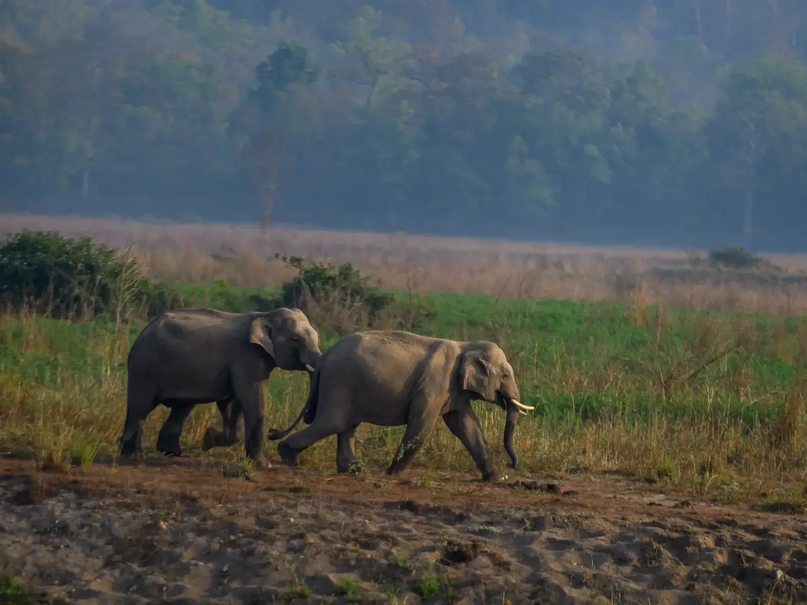 Best Time to Visit Jim Corbett National Park