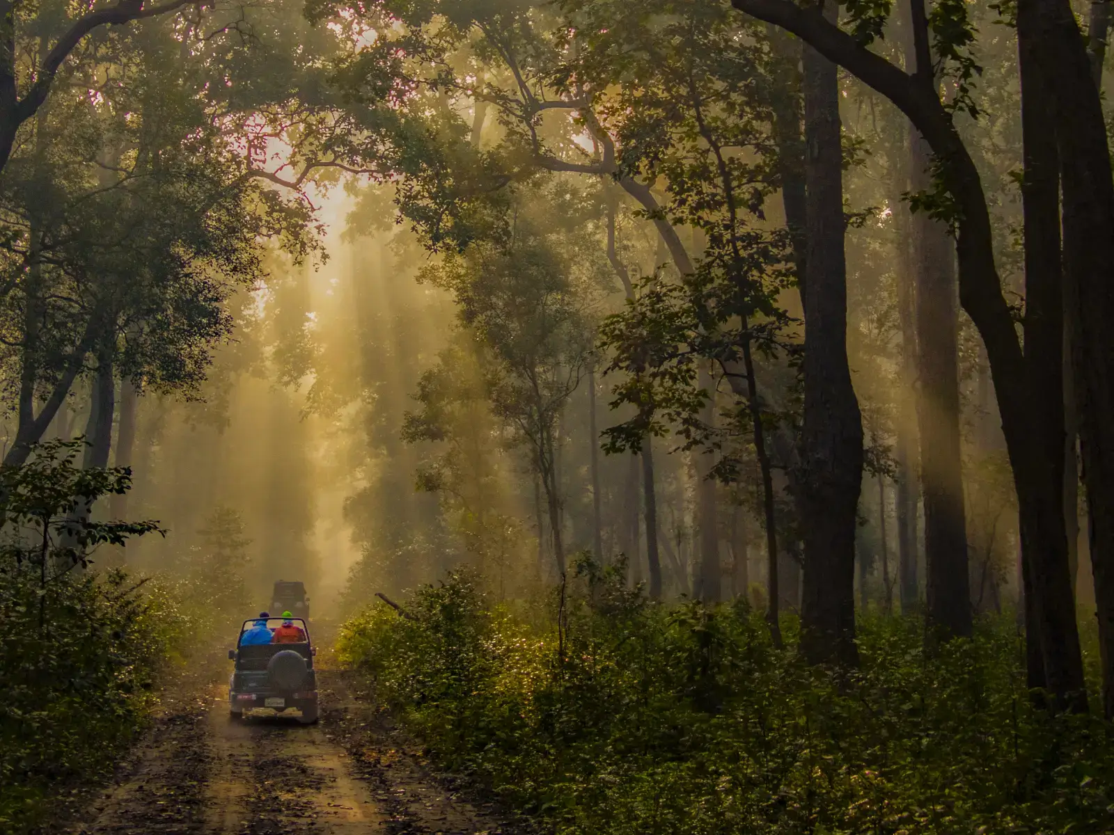 Flora in Corbett