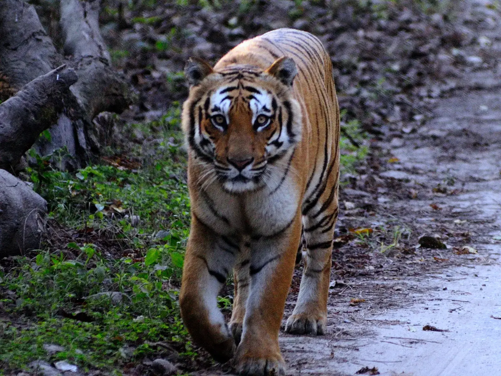 Nature Retreat in Corbett